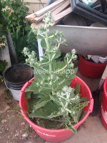 sage, Mediterranean